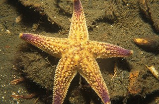Northern Pacific seastar
